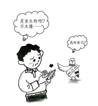 青海鸽友第一次给信鸽做亲子鉴定:这下可放心