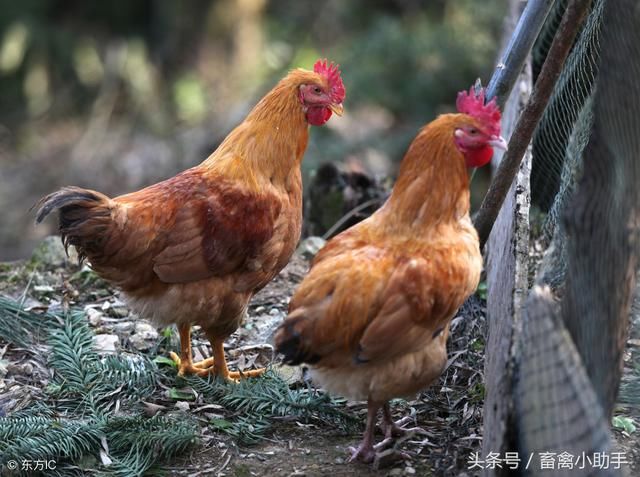 养笨鸡要发财，这样饲养更专业