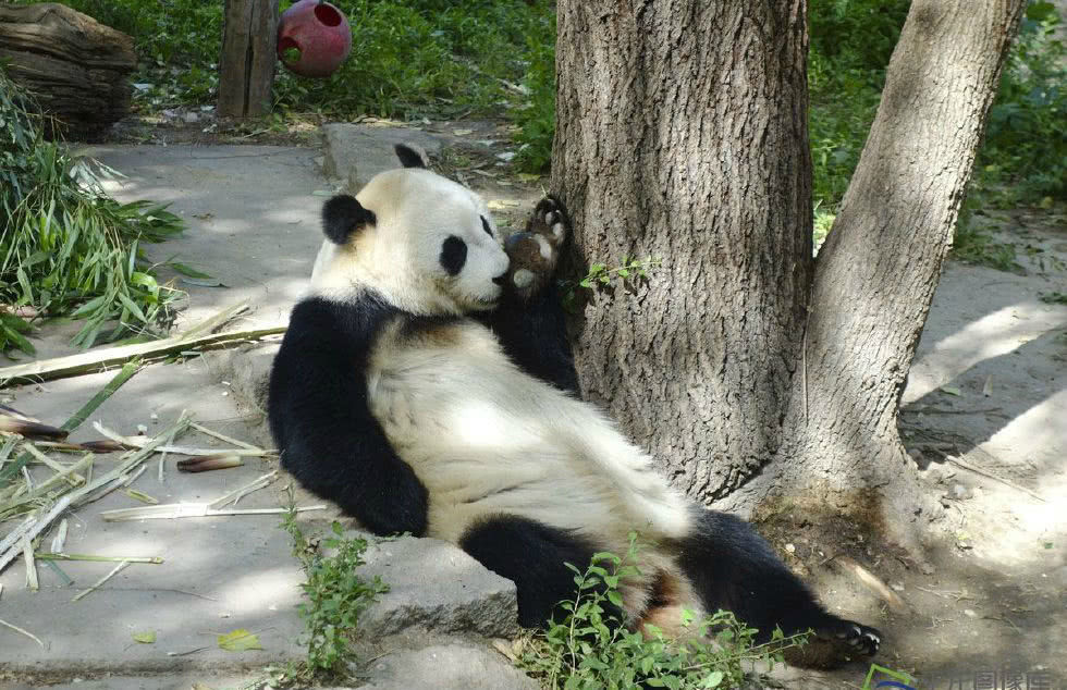 动物园中谁吃相最萌,熊猫和猴子开启PK挑战赛