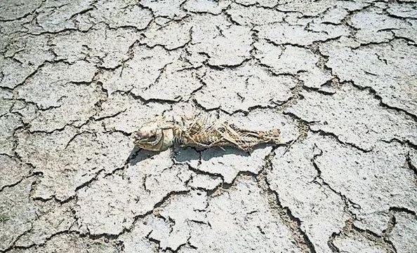 澳大利亚被烧了