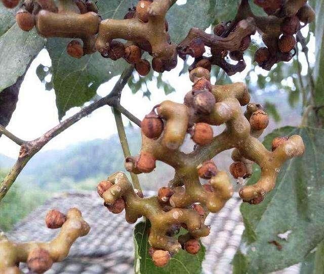 山沟里的一种大树,果实很丑,殊不知是解酒良方,碰到请珍惜 菲律宾金百利真人娱乐