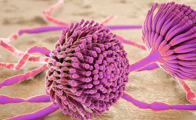 吃了黄曲霉毒素,等于吃下癌细胞,这4种食物里