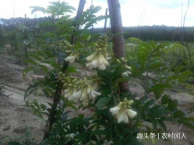 农村这种植物根炖汤，有补肺滋肾之效，很多90后表示没见过