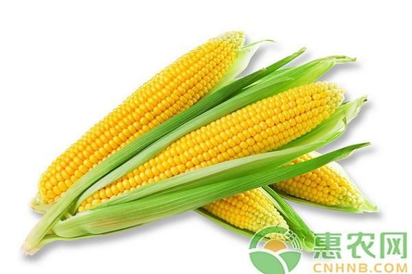 今日玉米多少钱一斤？今日全国玉米价格最新行情