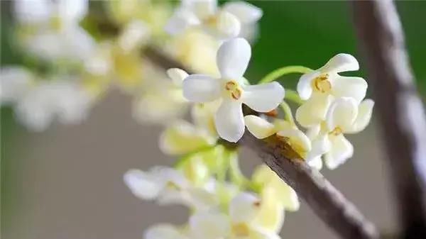 盘点十二星座的诞生花、幸运花和守护花，对号入座瞧瞧！