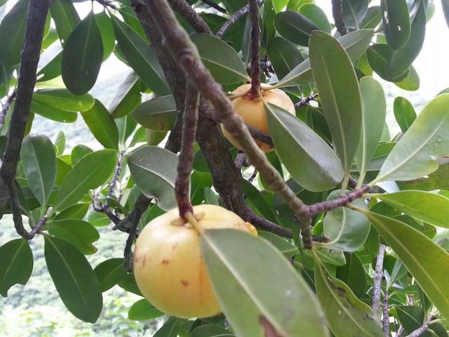 这金黄金黄的野果,你吃过吗