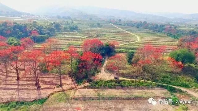 没有人潮，只有花海，玉溪的2月这些地方最美！