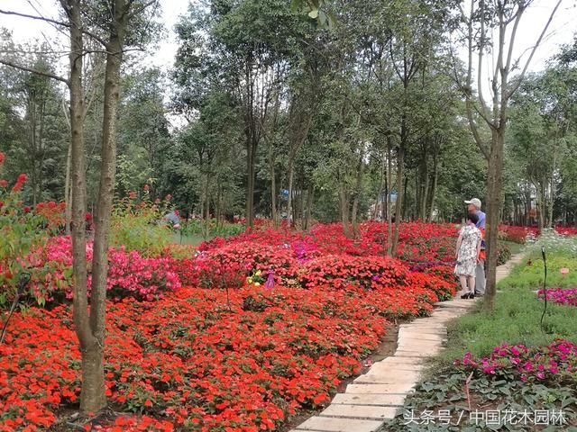 昆明花仙子40万株郁金香激情绽放 嵩明县小街大年初一人满为患