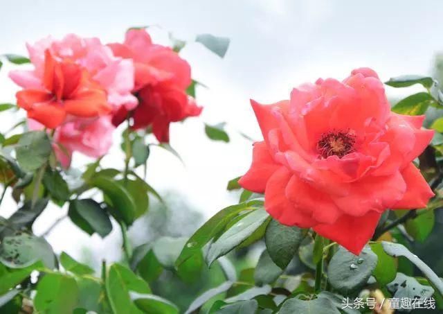 3.8 | 航天基地送了一份礼物给我的女神