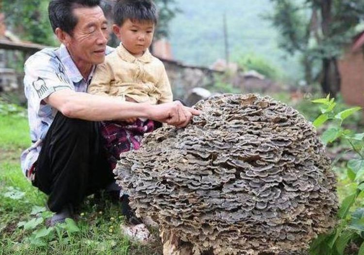 大爷上山意外发现野生灵芝，土豪出价十万收购大爷不卖！