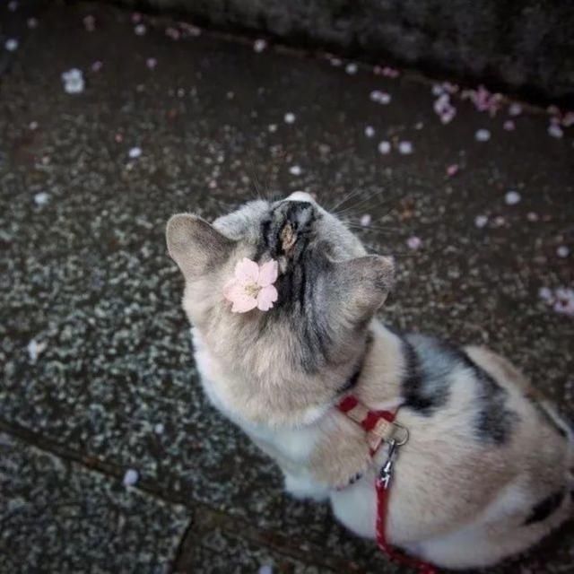 主人在樱花下给猫咪拍照,超级萌,每一张都可以