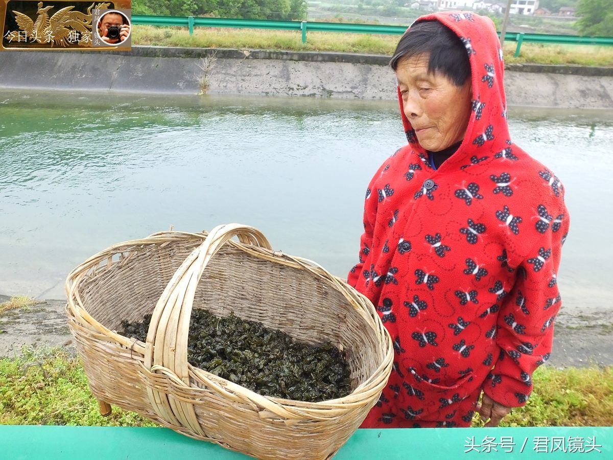 湖北宜昌:乡村,农妇在山野捡拾地耳菜!无需种植成本但耗时!
