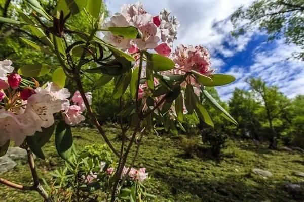 春日花事高山杜鹃开了，趁着花期来四姑娘山收获诗与远方吧