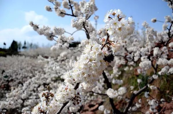 你在等樱花？这里200亩樱桃花正盛放，不仅免费看，点个赞还能免