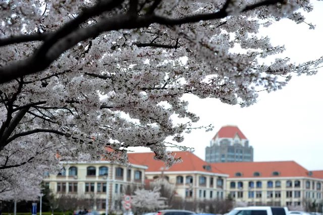 这个春天，最美的樱花都在这了！