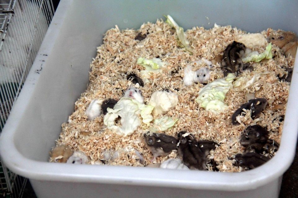 农村庙会上的这些小宠物,你都养过吗?