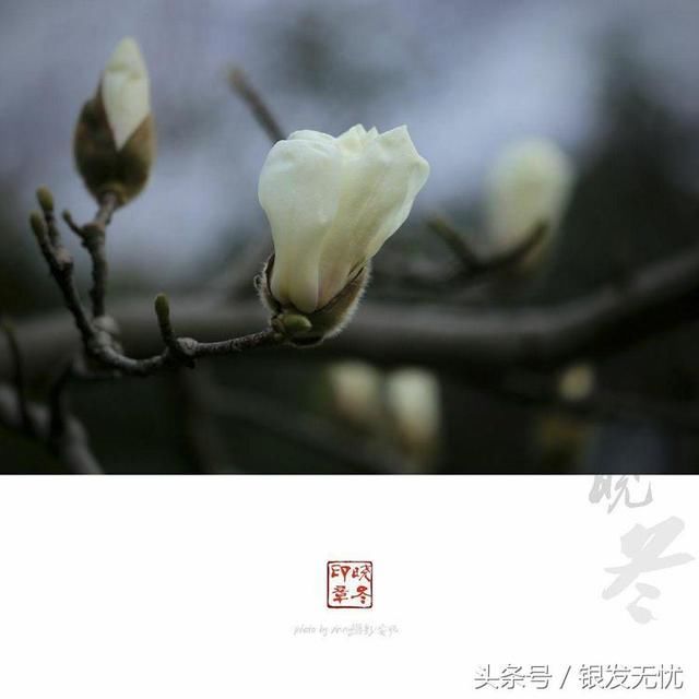 【春的脚步迎春使者,玉兰花开| 公园里难觅迎春花的踪影】__傻大方