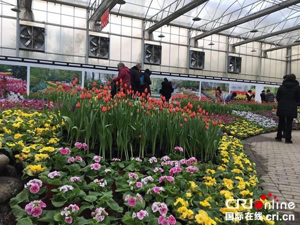 成都彭州2018年通济花海荷兰郁金香节启幕