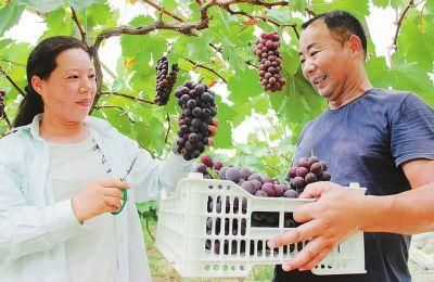 这几个项目在城市已经赚了钱 在农村同样可以 看看是什么