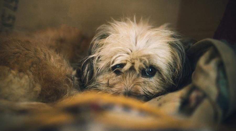 那些因为拉肚子被抛弃的小狗后来怎么样了?