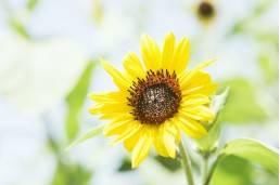 有技术岗位的事业单位