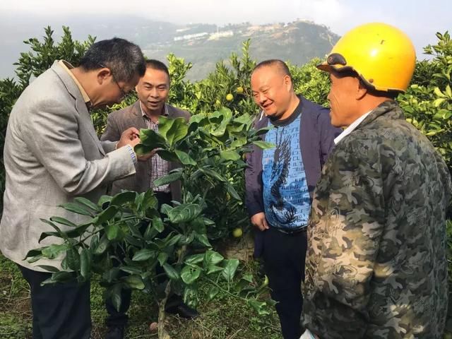 辞公职租荒山种脐橙，他用13年证明自己没“疯”