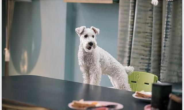 《狗眼看人心》| 关于现代社会中人性与兽性