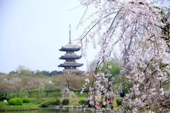 樱花桃花梅花兰花……3月，湖北的名字叫“花海”！