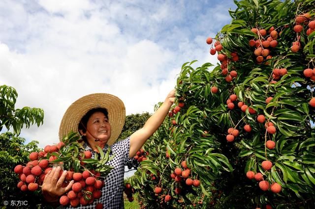 荔枝开摘了！粤西最全荔枝园农家乐情报分享 广东吃货约起！