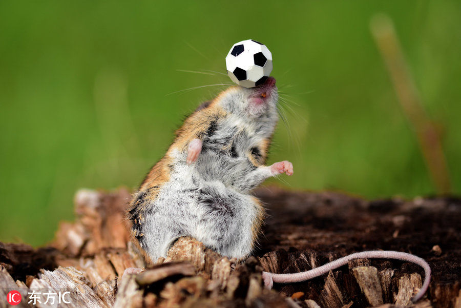 世界杯临近晒晒动物界足球明星 谁的脚法最好