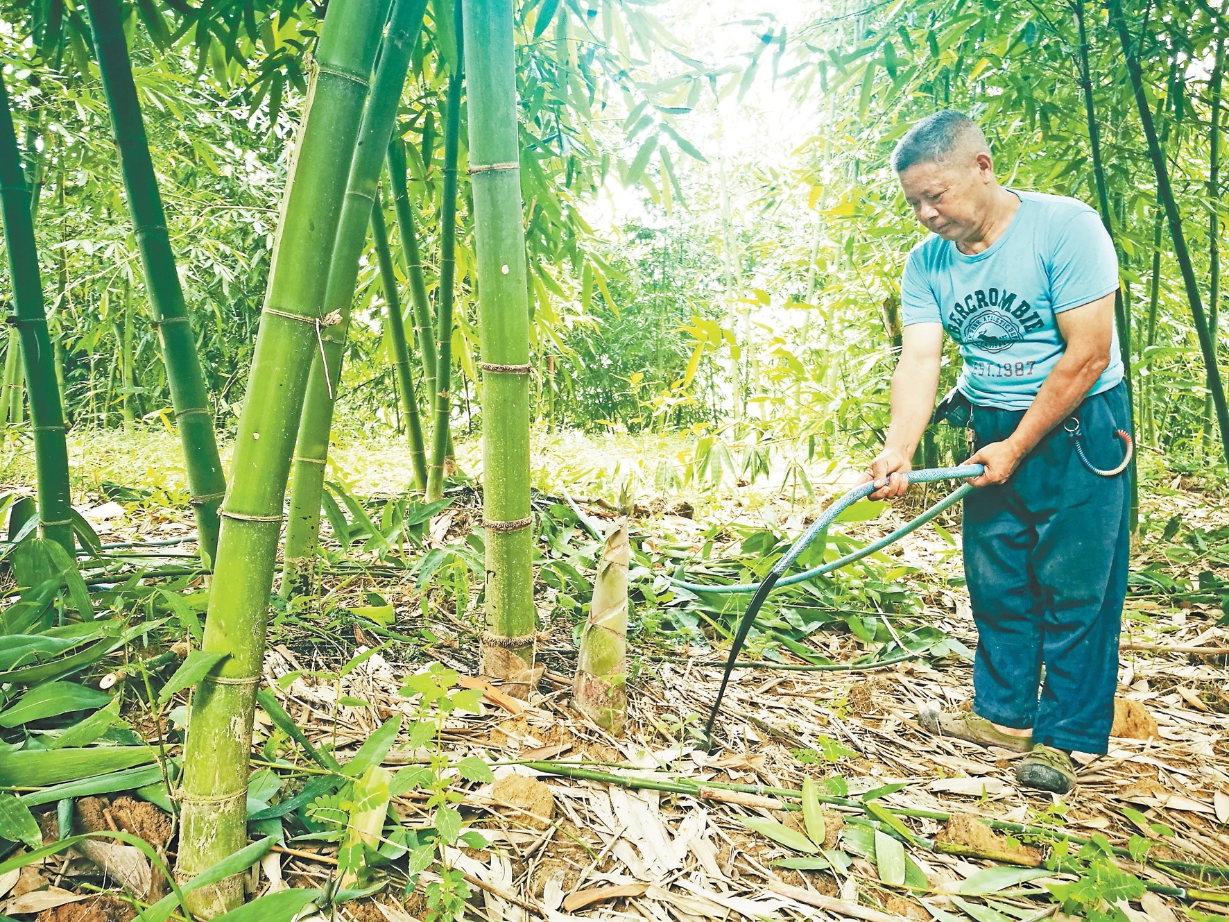 如何破解麻竹笋产量及收益下降的趋势?双河街