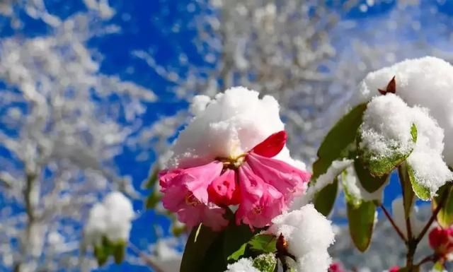 大四川七彩花海要美炸了？最新赏花地图在此，请收好！