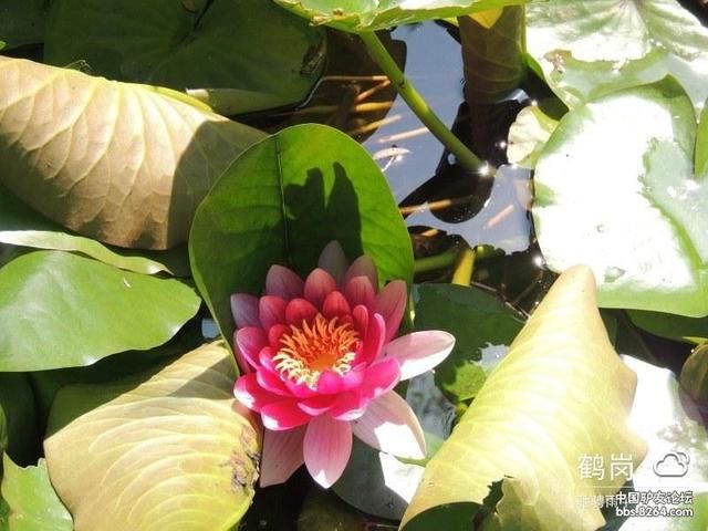 游佳木斯杏林湖公园