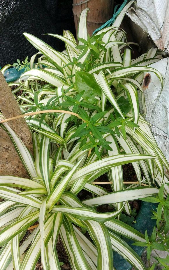 关于新房子的甲醛