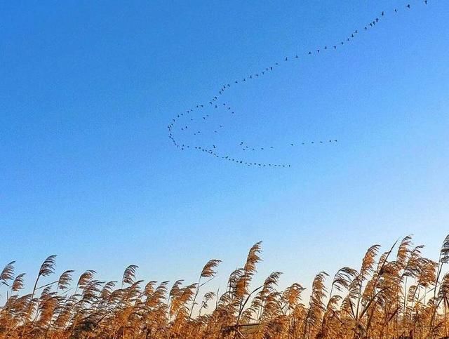 诗词鉴赏一声征雁 半窗残月 总是离人泪