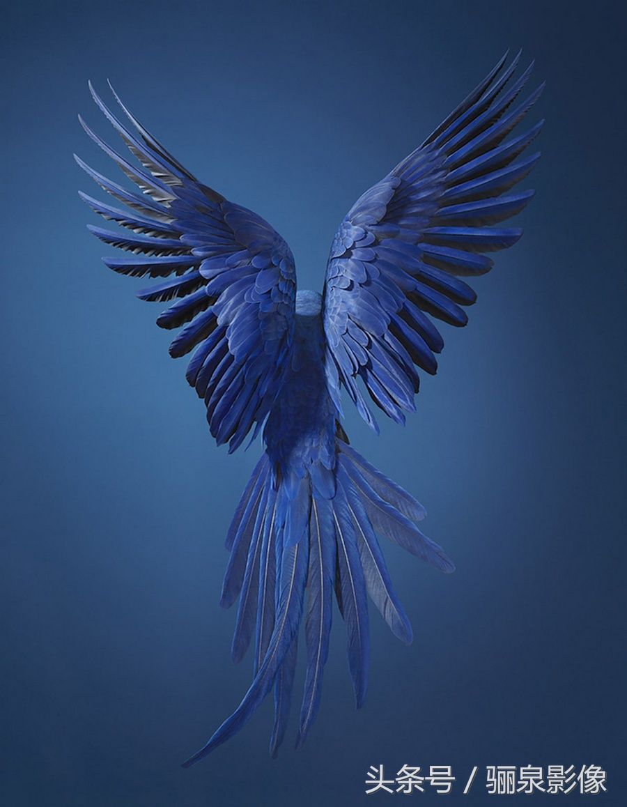 Tim Flach:唤起怜悯之心 充满人性的动物肖像