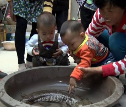 南京一村民捕到野生娃娃鱼