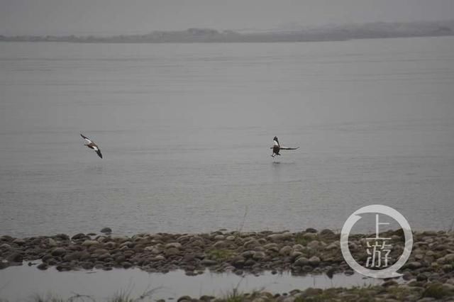 国家二级保护动物中华赤麻鸭首来重庆江津越冬,目前国内仅存1万