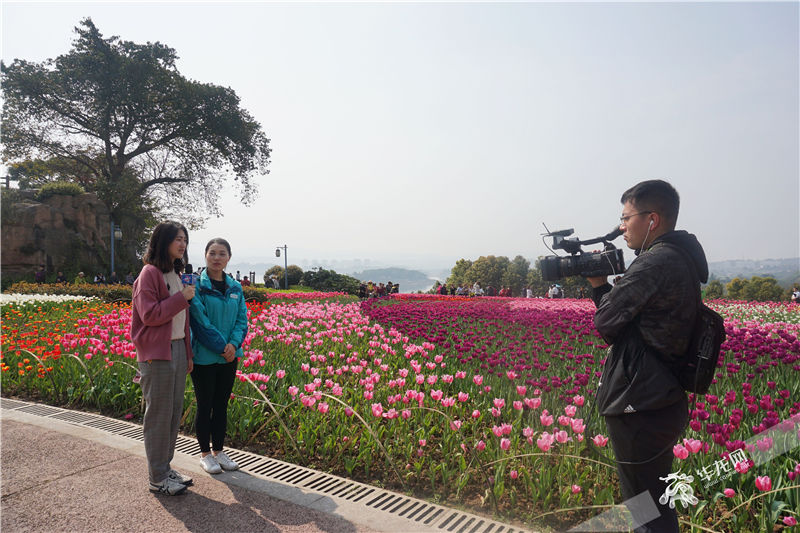 又是赏花好去处 长寿湖100余万株郁金香开好啦