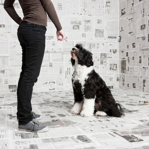 宠物不能太宠,教你两种方法让狗狗不再爱咬人