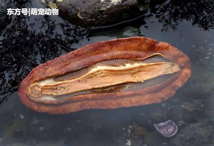 女子海边发现\＂鲍鱼\＂似的生物, 它能嚼碎石头还能做防弹衣