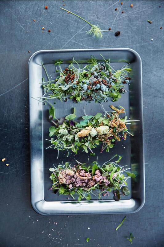 怎么种香菜出的又齐又快 t01a0215a09a5fafb66.jpg