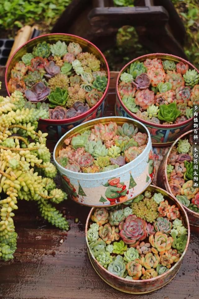 这个夏天,她在多肉天堂玩泥巴,却过上了你想