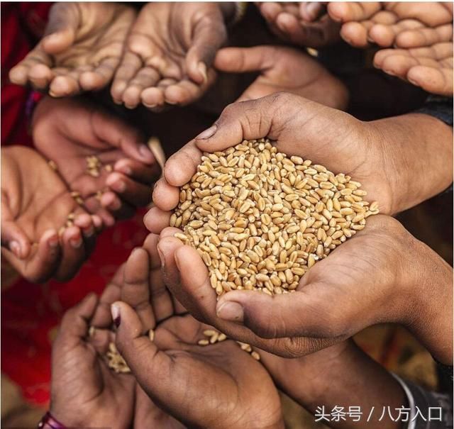 粮食产量仅为中国40%的印度，请求中国从印度进口更多粮食