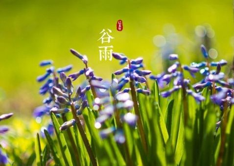 谷雨节气图片无水印2018最新 你心情劳作了吗
