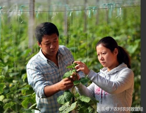 农民种植野菜致富 1年收入50万 他公布3个绝招 想发财的纷纷收藏