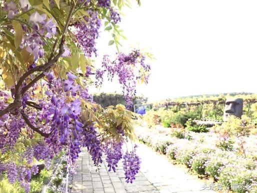 搭捷运来追紫色梦幻风暴吧！台北紫藤花景点TOP 3