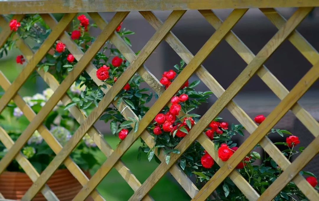 一对夫妻把青白江农家改造成“田园牧歌”，从此家有美景何必远方