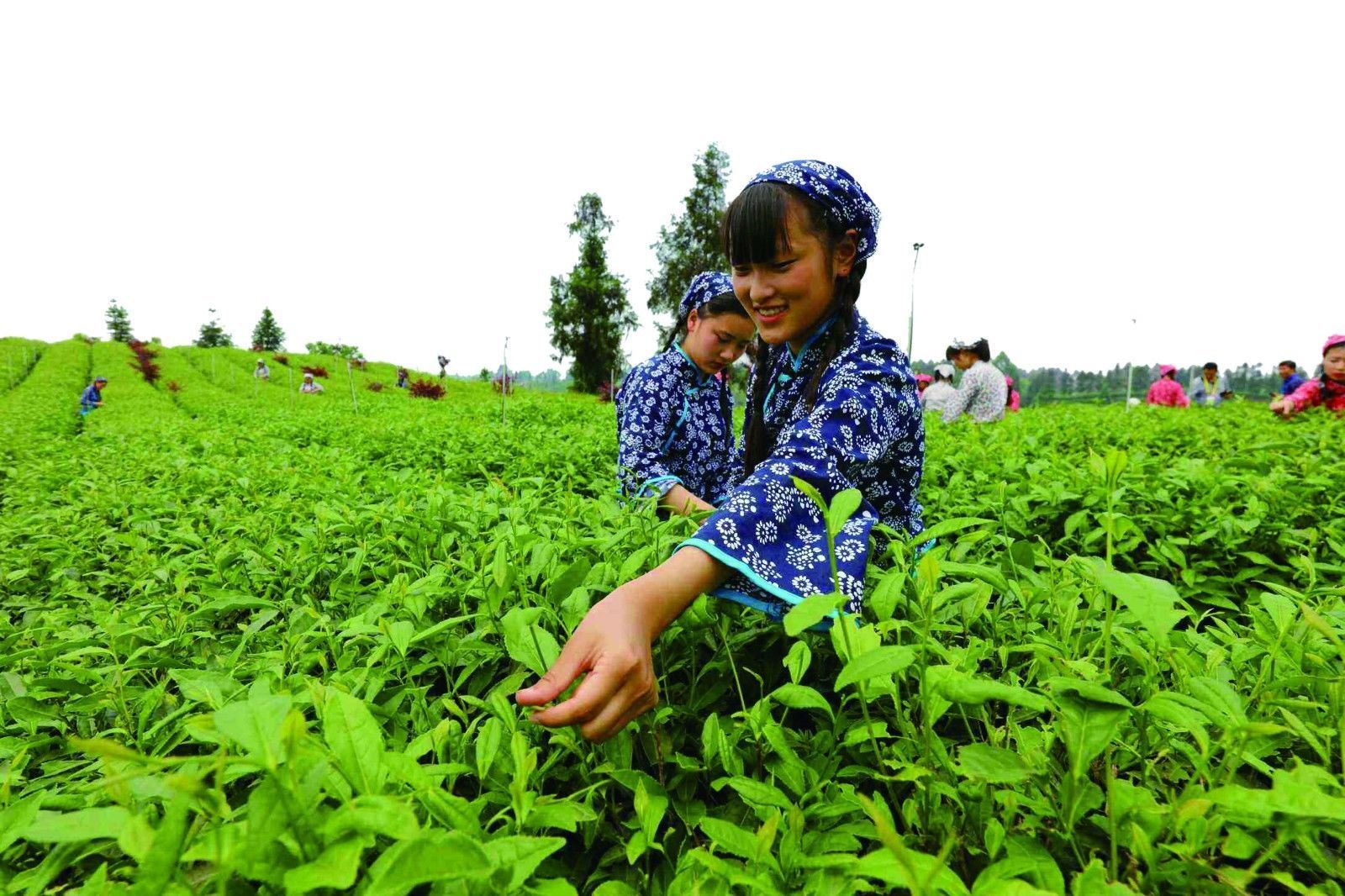 2018年中国茶叶行业发展现状分析_【快资讯】