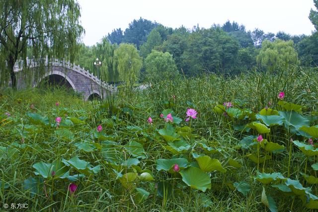 山东省各城市GDP排名，青岛万亿烟台济南列二三，日照莱芜垫底